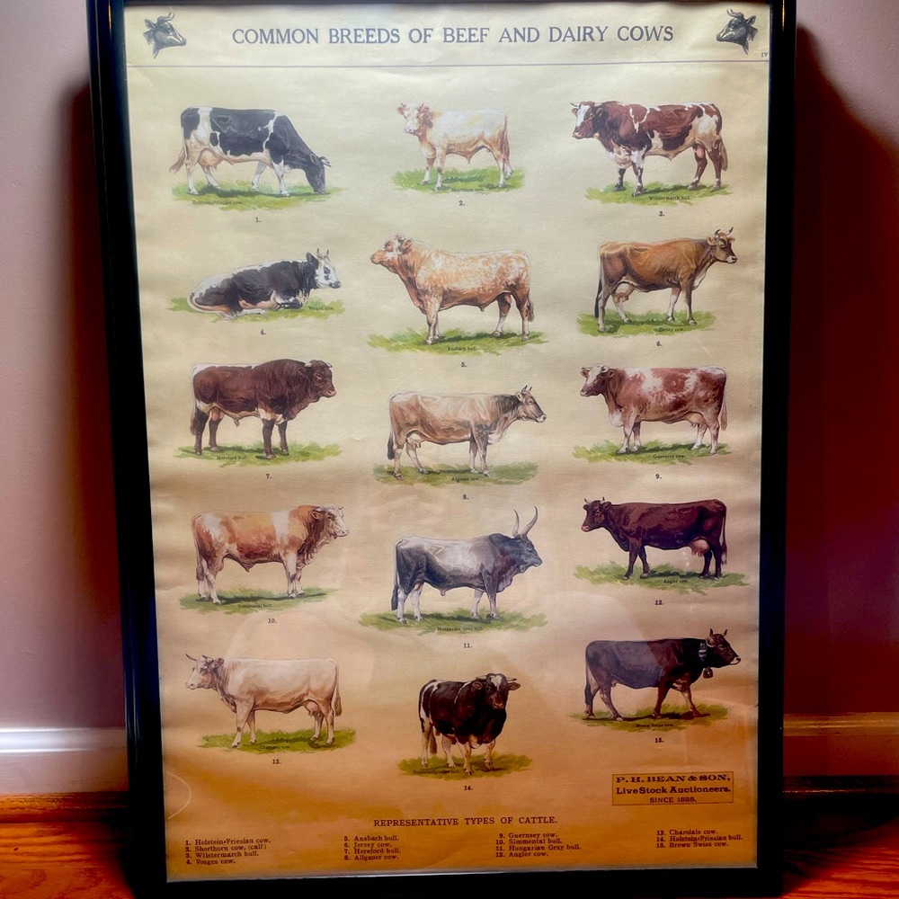 Framed Cow Chart Poster